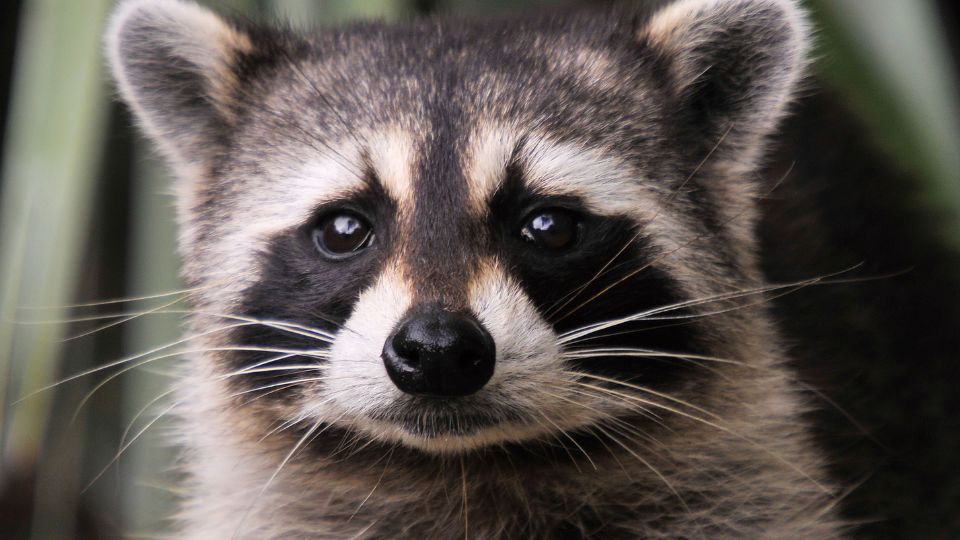 Racoon, mascotte de la Guadeloupe