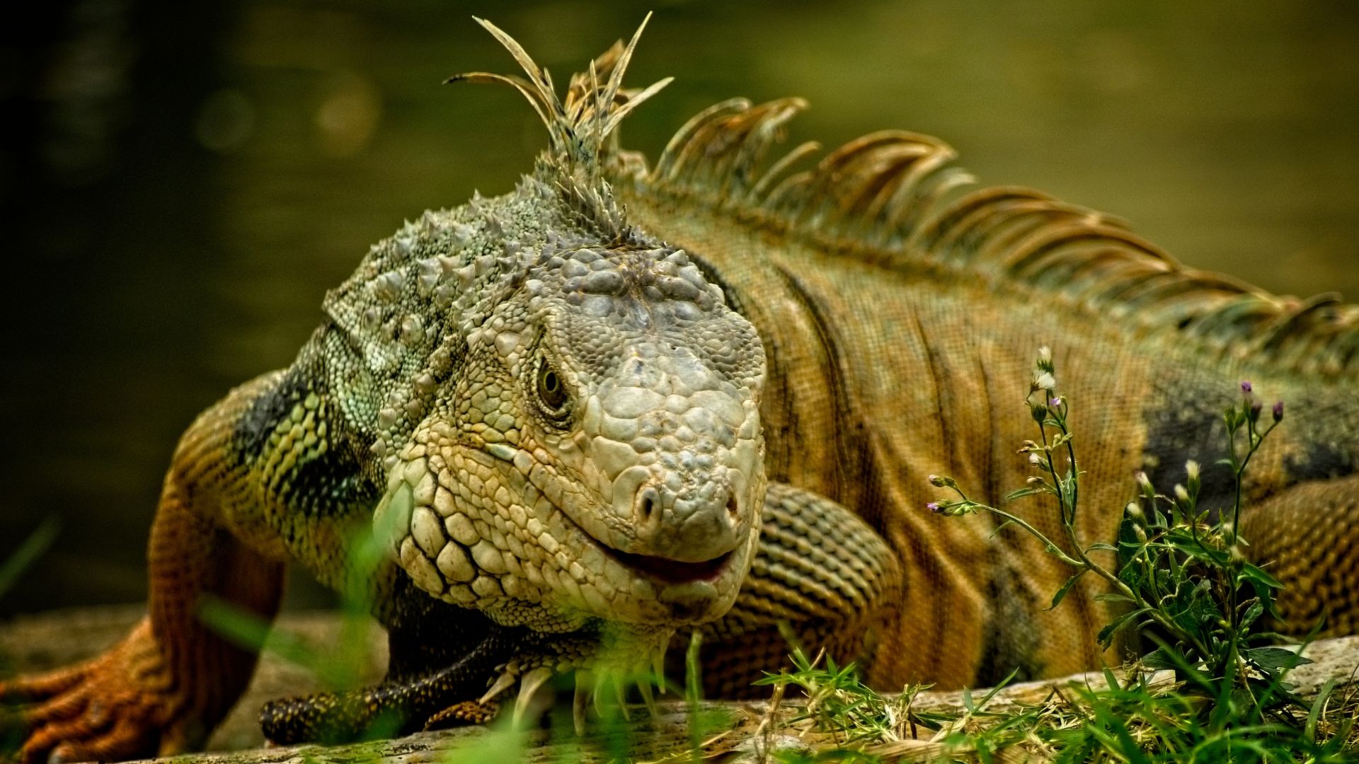 Iguane