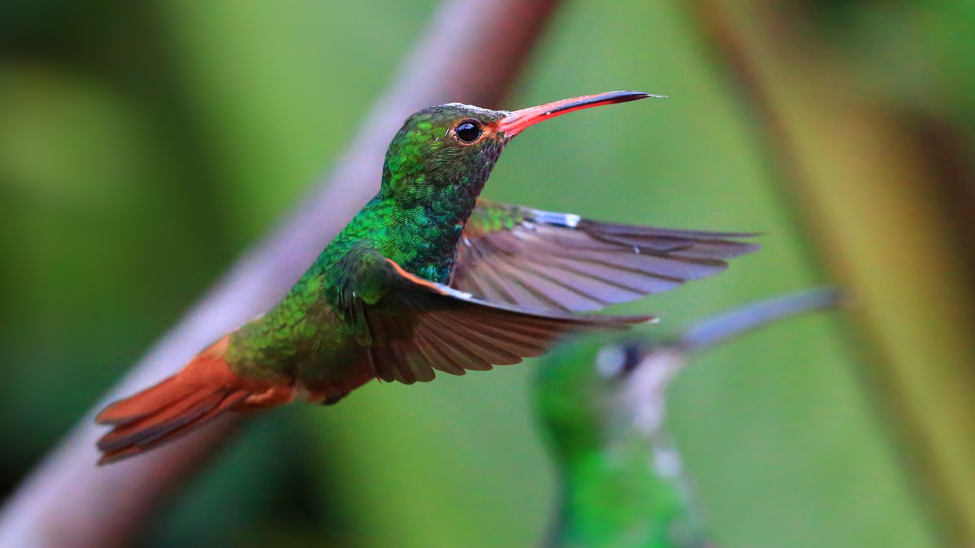 Colibri ou "Foufou"