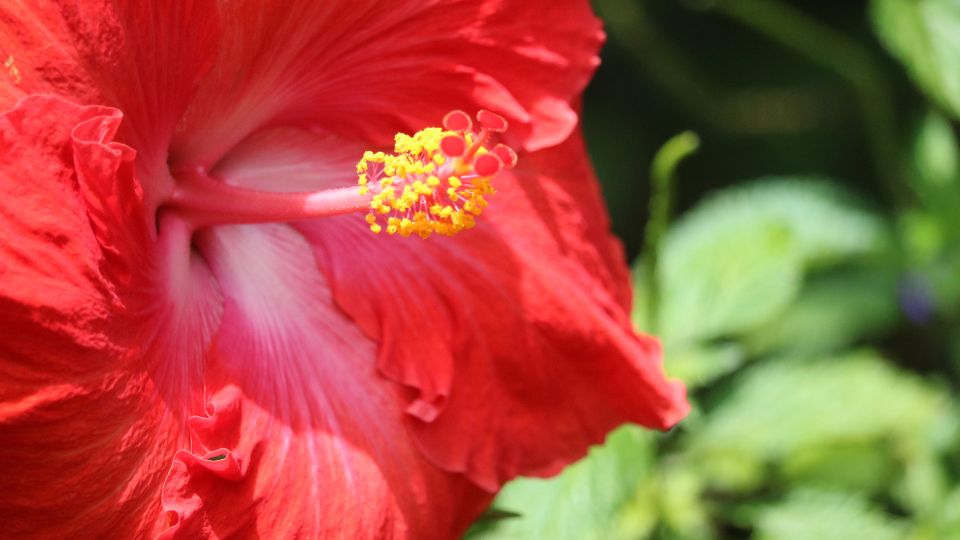 Hibiscus